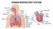 © bimo - Human respiratory system with cross-section of alveoli and heart anatomy