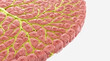 © Amit - 3D render of human liver tissue showing microscopic lobule structure with microscopic hepatocytes medicine cellular structure