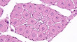 © Amit - Microscopic view of hepatocytes arranged in liver tissue cords with hepatocytes microscopic histology microscope pathology