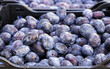 © Lovec1 - Fresh ripe purple plums in harvest crate
