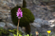 © klaus - Wiese mit blühenden Wildblumen in den Pitztaler Alpen, Tirol, Österreich.