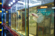 © art_of_line - Betta fish in separate glass tanks are displayed under bright lights in Thailand, showing their delicate fins and vivid colors