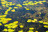 A body of water with dense aquatic vegetation visible at depth, a natural pond ecosystem, a transparent underwater landscape with beautiful green vegetation.