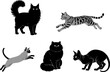 © Creativejulia - Purebred Cat Breeds Silhouettes Vector Set of Siamese, Maine Coon, Bengal, Sphynx and Domestic Feline Pet Profiles