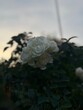 © Ekaterina - bouquet of roses