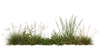 © Ayong - Wild green meadow grass and field vegetation strip with clover and weeds isolated on black background for architectural visualization, nature design, and landscape gardening.
