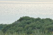© Yarr - Calm water sparkling under sunlight with gentle waves visible near the horizon. Dense green shrubs and tall grass cover the shoreline, creating a peaceful natural scene. The brightness of the lake con