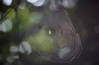 © PhotoChur - Glowing spider web glistening in dark forest, intricate silk trap catching morning light with tiny arachnid waiting centrally