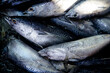 © sakhorn38 - Freshly Caught Silver Fish Piled Up for Sale or Cooking Preparation