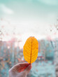 © Aiva - Autumn Yellow leaf in hand on an evening day, The sun at sunset.