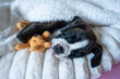 © Jurgita - cute boxer puppy sleeping with a plush toy