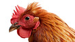 © darietta - Close up portrait of a brown chicken head with a bright red comb and wattle