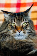 © glebantiy - Close-up portrait of a fluffy tabby Maine Coon cat with green eyes in sunlight, domestic pet concept