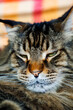 © glebantiy - Close-up portrait of a fluffy tabby Maine Coon cat with green eyes in sunlight, domestic pet concept