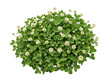 © Bam - Small patch of clover with tiny white flowers and dense green leaves, isolated botanical element for nature design, lucky charm concept, and floral compositing background