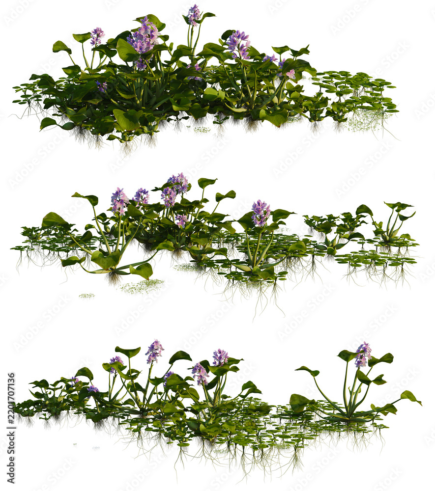 Eichhornia crassipes, Lemna minor and Limnobium laeviga tree shrub ...