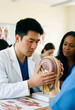© Pixel-Shot - Medical education and neurology training, doctor explaining human brain anatomy model to diverse students in a classroom setting for healthcare study