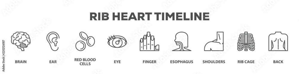 Rib Heart Timeline with icon of Brain, Ear, Red blood cells, Eye ...