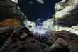 © Takuya Y. - 岩場で白く繊細な触手を広げるイソギンチャク Sea anemone spreading delicate white tentacles on underwater rocks