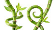 © Masum - Green Spiral Lucky Bamboo Stems Isolated on White Background