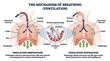 © Framework Studio - Mechanism of Breathing and Ventilation: Lungs, Diaphragm, and Alveolar Gas Exchange Explained for Medical Education