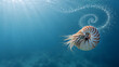 © BonzEarthsnapper - Beautiful nautilus swimming gracefully clear blue water, showcasing its intricate shell and delicate tentacles, creating serene underwater scene