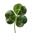 © Sajib - Single four leaf clover isolated on white background with lucky clover green leaf four leaves