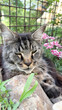 © Екатерина Переславце - Vertical close-up of large fluffy cat resting on cool garden stones in summer shade
