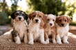 © NICONICO - Group of four cute mixed breed puppies sitting together on a wicker rattan cushion outdoors with a blurred nature background