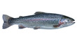 © PNGera - Fresh rainbow trout fish with pink stripe and black spots, isolated on transparent background