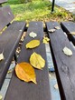 © marinasokolchik - Fallen yellow autumn leaves lying on brown wooden bench in city park. Seasonal transition, nature melancholy and cozy outdoor weekend concept. Close-up view, copy space.