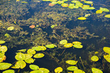 body of water with dense aquatic vegetation visible at depth, a natural pond ecosystem, transparent underwater landscape with beautiful green vegetation.