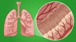© detiyy - Human respiratory system with microscopic lung tissue view