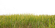 © Thachakrit - Lush green rice field with graceful rice stalks, natural details, isolated cutout illustration on transparent background.