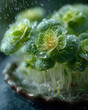 © D - Fresh Microgreens with Water Droplets for Healthy Lifestyle and Cooking Inspiration