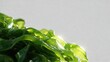 © Choo NSK - Fresh seaweed glows softly under bright light