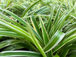 © Adi Raino - A detailed close-up shot of vibrant green and yellow variegated leaves of a spider plant (Chlorophytum comosum). Perfect background or texture for botanical, gardening, nature, and home decor content