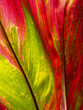 © Alex Fradkin - A macro view of a ti plant leaf in Costa Rica, showing bright green and deep red coloration with fine parallel veins.