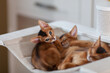 © Natallia - Three adorable Abyssinian kittens resting together on cat tree hammock, one looking at camera while others sleeping. Companionship, relaxation, pet care.