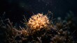 © Taufik - Detailed view of a glowing orange sea anemone with delicate tentacles amidst dark underwater flora
