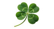 © Sumon - Four-leaf clover isolated on white background, isolated on transparent background