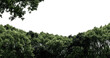 © MdRabiulAlam - Pine Tree Branches in a Morning Forest, Green Evergreen Foliage Swaying in the Wind Under Blue Sky, Peaceful Countryside Nature Landscape with Sunlight and Clouds
