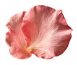 © MDTOUFICKAHAMAD - Soft pink rose petal isolated on transparent background