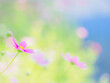 © STOCK THE WORLD - ピンクの花。朝日に透ける花びら。花畑の中で目立つ一輪。やわらかくボケたカラフルな花畑。秋の公園や花壇を彩るコスモスのある風景。自然風景素材。