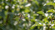 © Emre Akkoyun - Yellow garden spider spinning intricate web with morning dew drops catching sunlight in nature