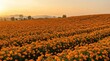 © capylines - Orange marigold field at sunset with distant hills