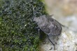 © Frank Leo/imageBROKER - Field bug, gray garden bug, raphigaster nebulosa, bug, tree bug, insects, larva, larva, mottled shield bug