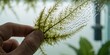 © MT - A detailed close up of a person holding a delicate green plant covered in water droplets and algae against a blurred background representing aquatic care