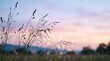 © Влада Яковенко - Delicate wild grasses silhouetted against a pastel pink and powder-blue twilight sky, dreamy nature photography, very shallow depth of field, soft haze, lavender and blush gradients, gentle bokeh,