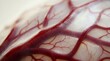 © Salman - Red blood vessel network on translucent tissue